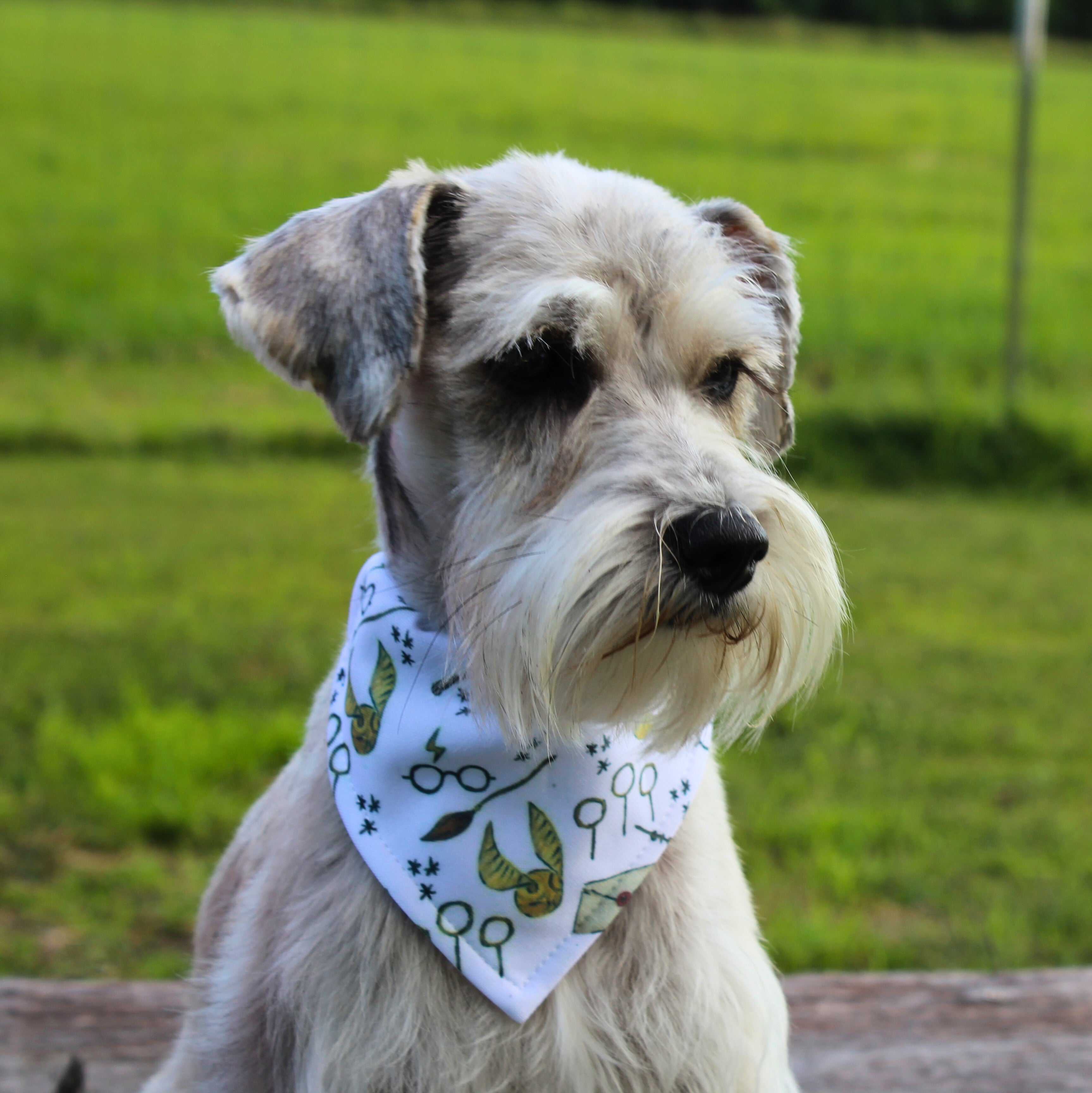 Bandana pour animaux - Magie
