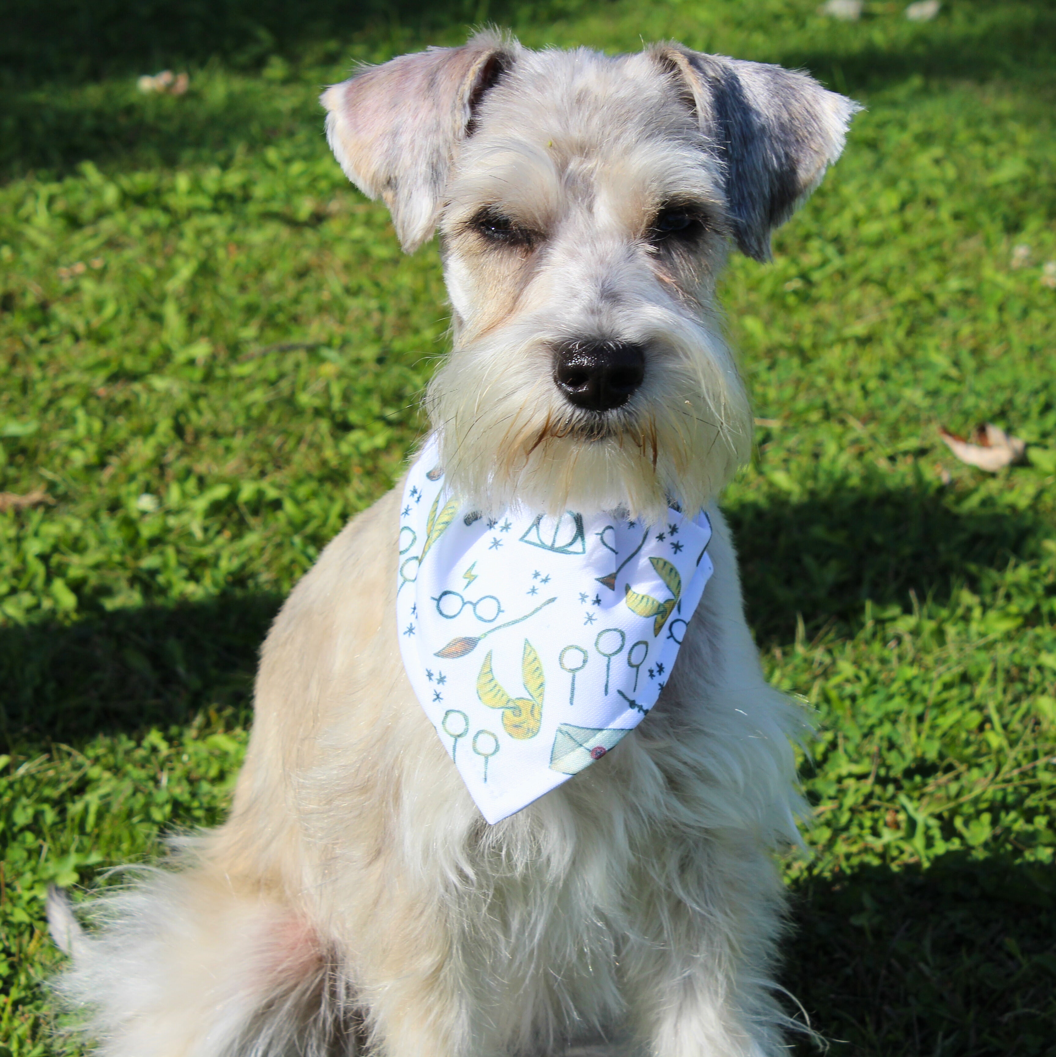 Bandana pour animaux - Magie