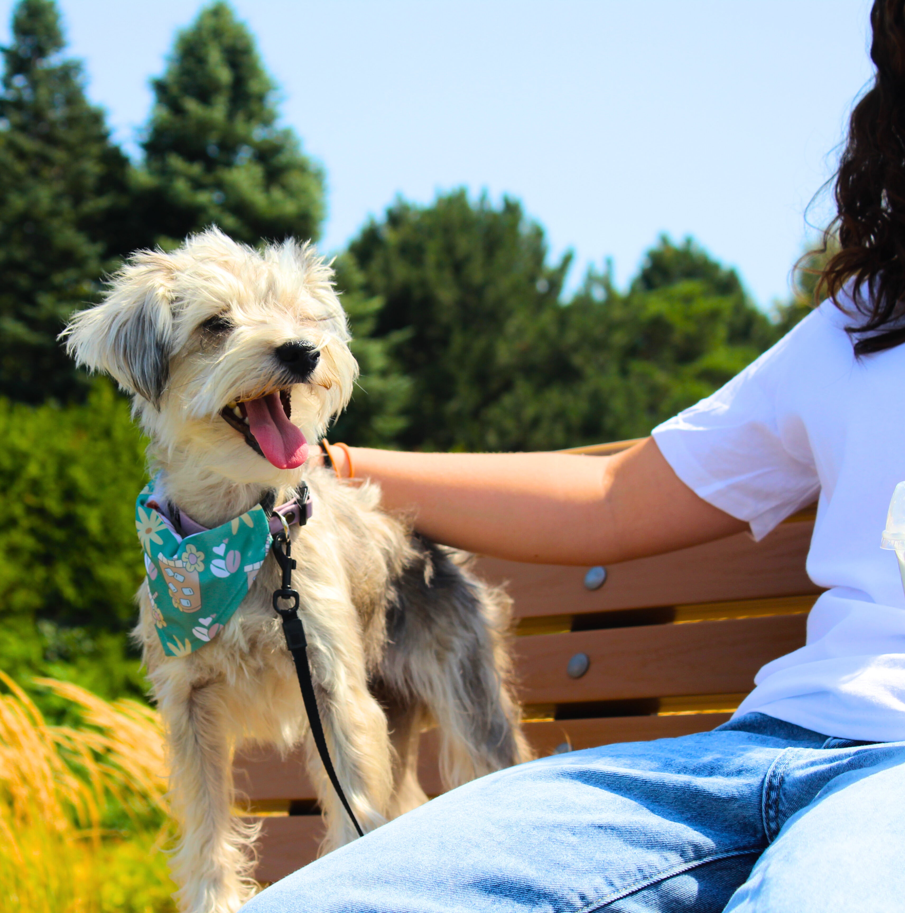 bandana.pour.animaux