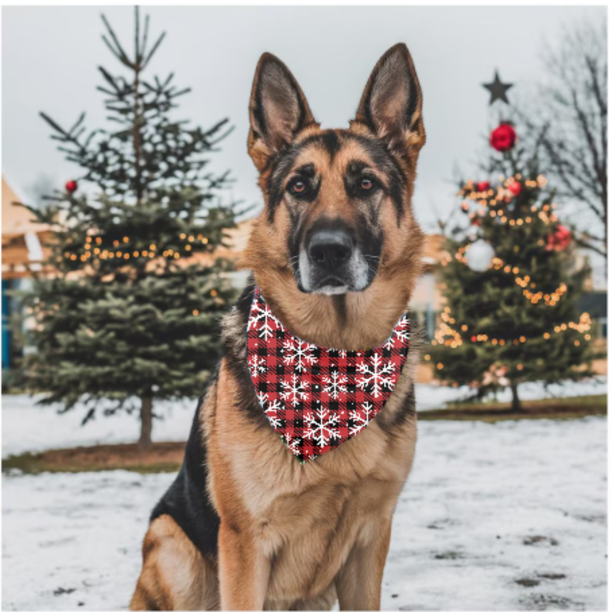 Bandana pour animaux - Le classique carotté