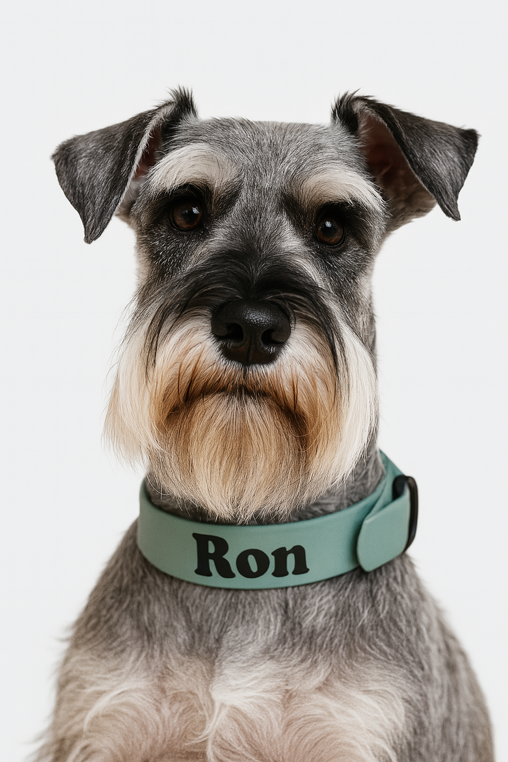 Collier à boucle en biothane – Personnalisable avec le nom de votre animal