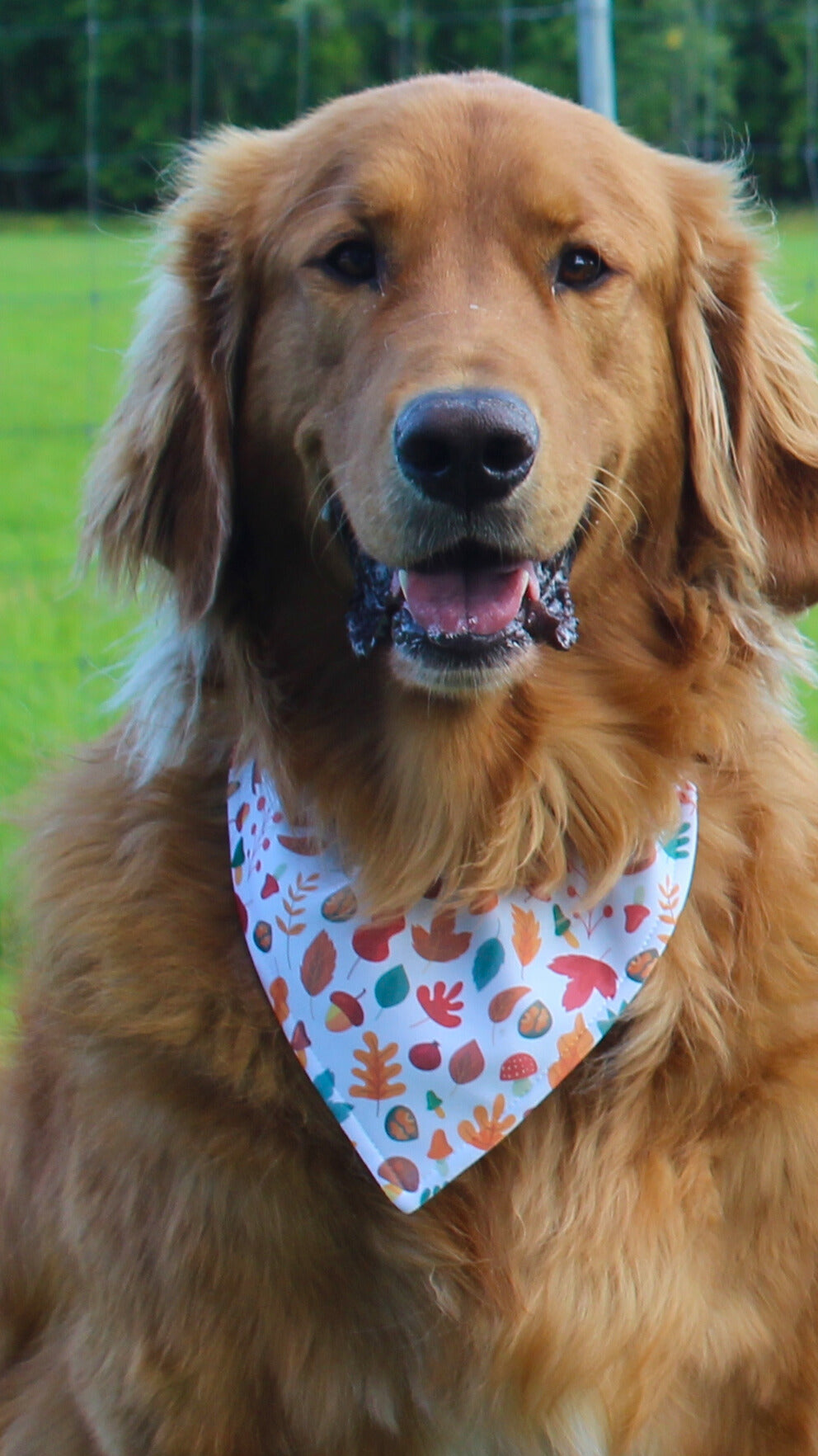 Bandana pour animaux - Feuilles d'automne
