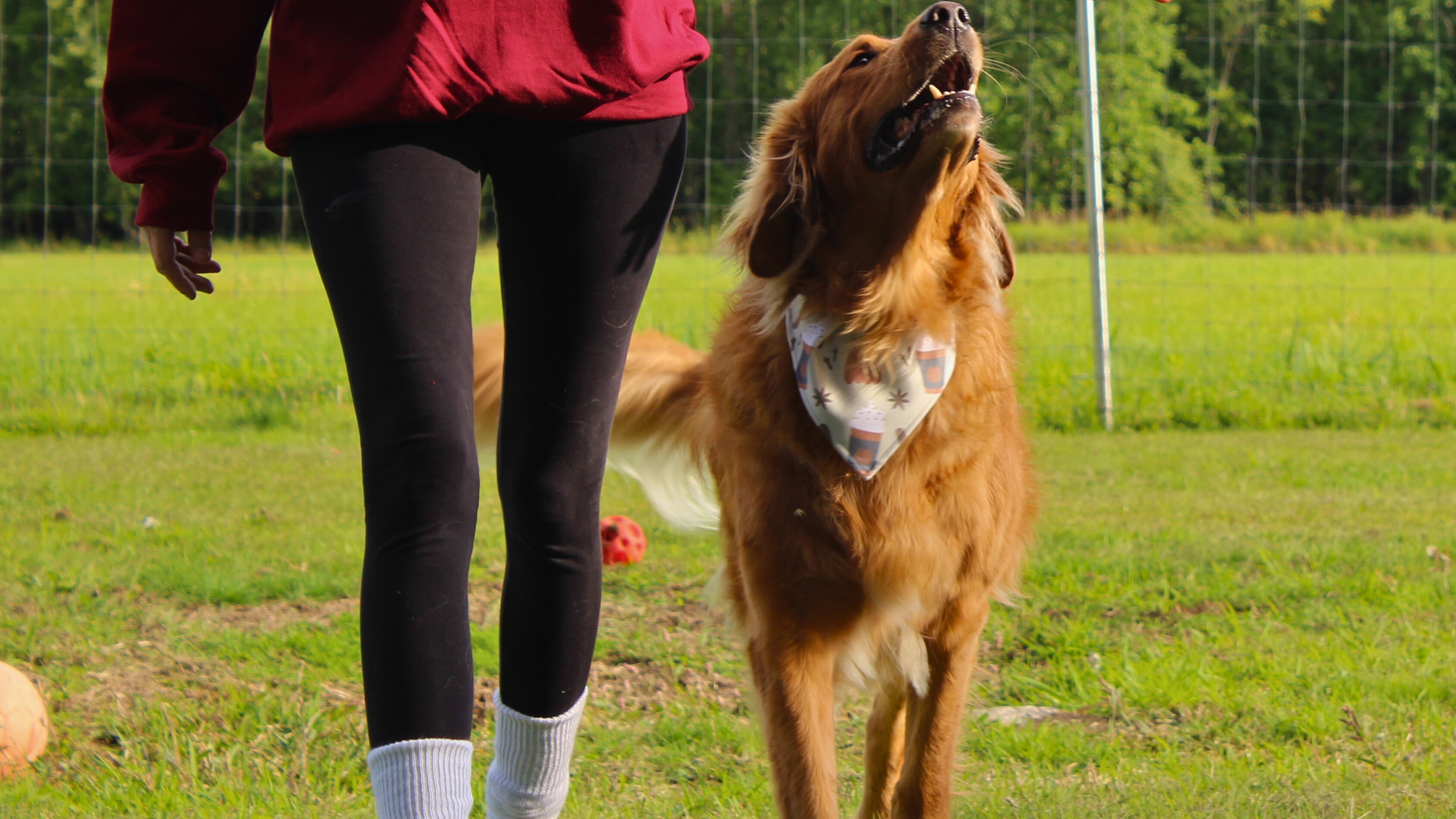 Bandana pour animaux - Latté épice d'automne