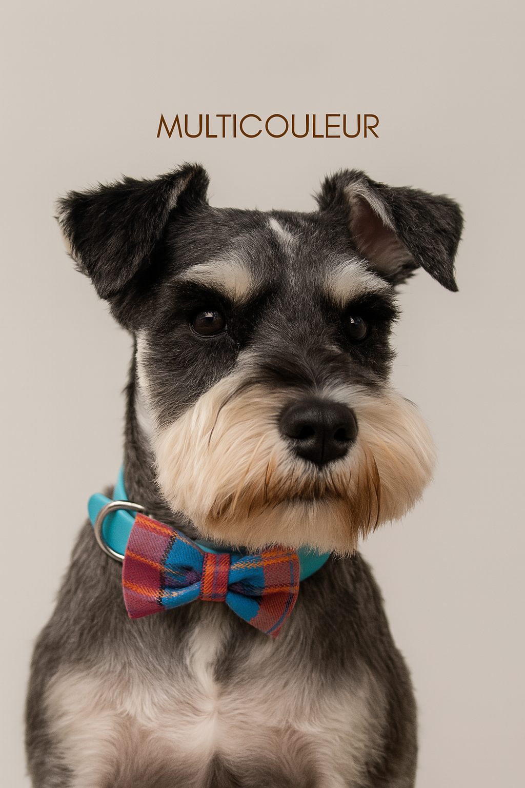Noeud papillon pour animal - Multicouleurs