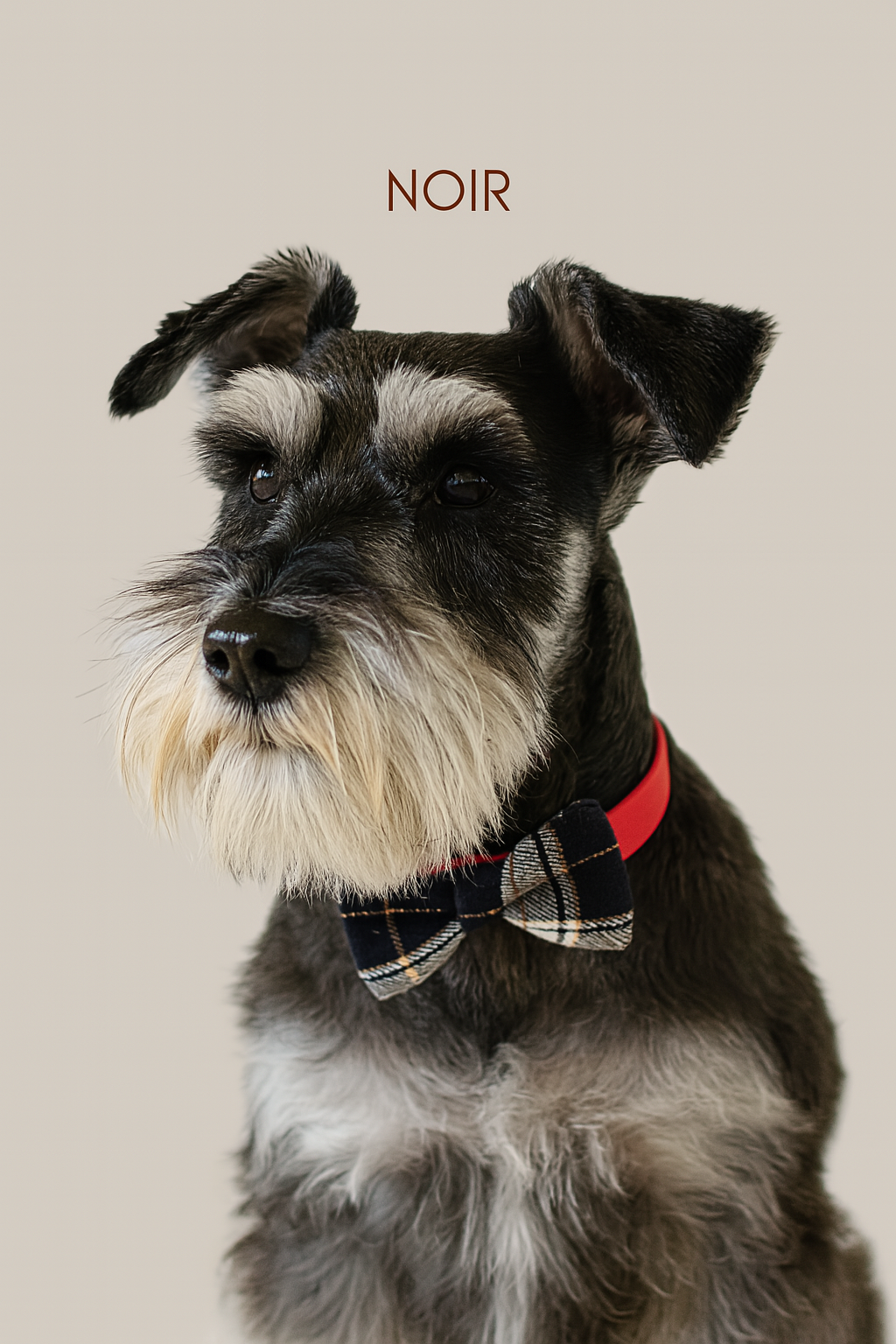 Noeud papillon pour animal - Noir