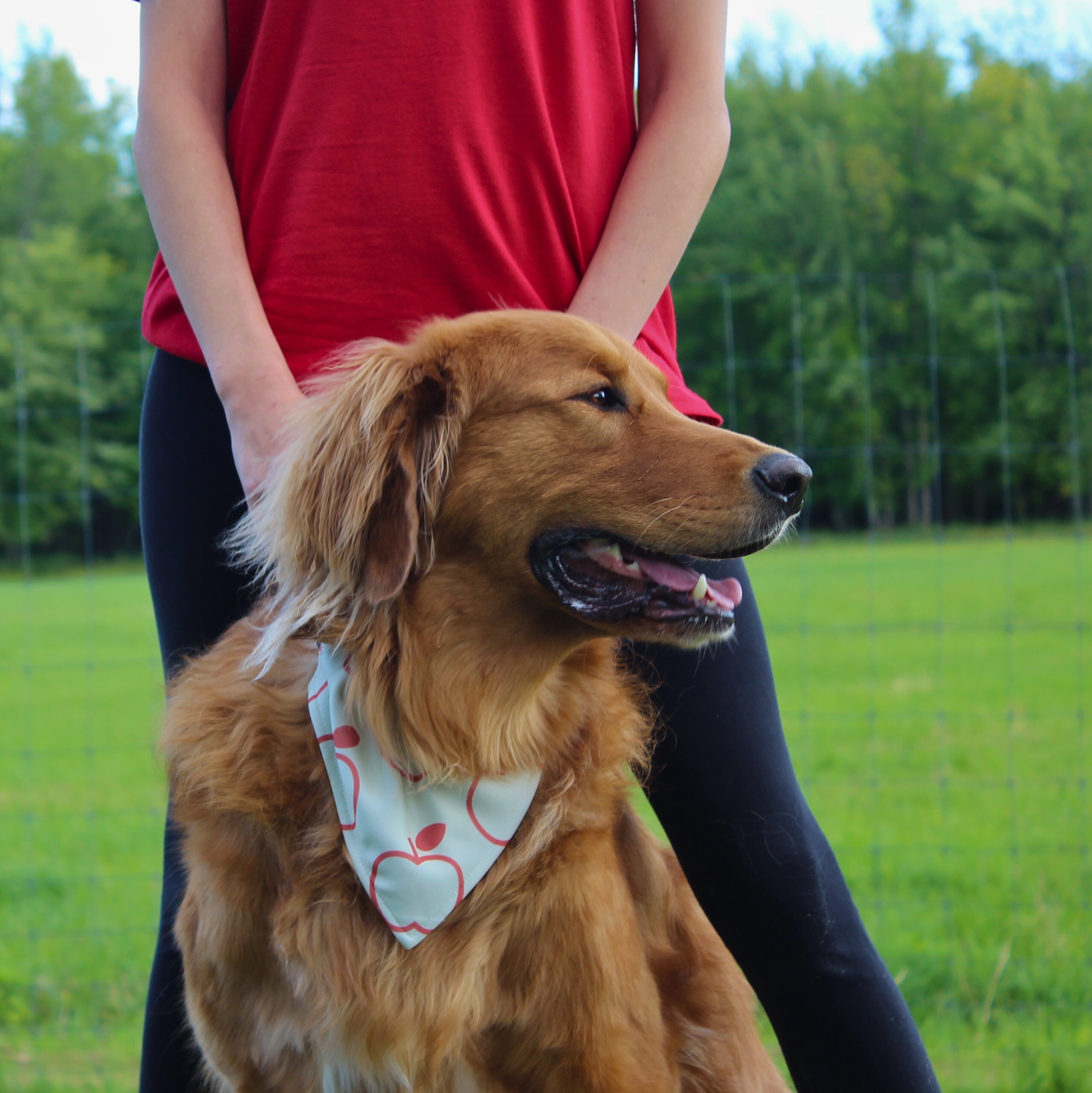 Bandana pour animaux - Pomme